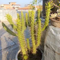 فروش گل های باغچه ای زیبا|گل و گیاه طبیعی|بابل, |دیوار