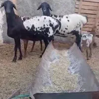 بره و بز|حیوانات مزرعه|فومن, |دیوار