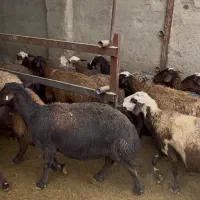 ۶۰راس میش درشت و درجه یک