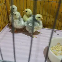 جوجه کوشین رنگ خاص