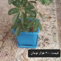 گل زیبا با گلدان