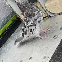 سرور هفت رنگ|پرنده|قم, شهرک مهدیه (مدرس)|دیوار