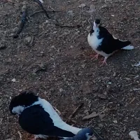 یک جفت چپ سیاه شق|پرنده|سبزوار, قصبه شرقی|دیوار