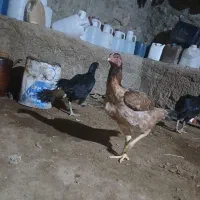 تخم لاری افغان