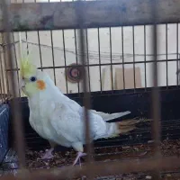 عروس هلندی ۲تا