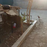 طاووس شکلاتی شانه سیاه ، اوپال و ویولت ، لیدی|پرنده|کاشمر, |دیوار