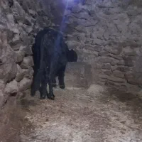 گاووگوساله  گوشت|حیوانات مزرعه|دیواندره, |دیوار