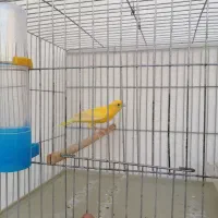 قناری دهن زن