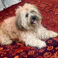 واگذاری سرپرستی سگ