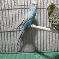 مرغ عشق با جوجه