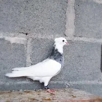 کبوتر