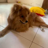 سگ پامر اشپیتز|سگ|خرم‌آباد, |دیوار