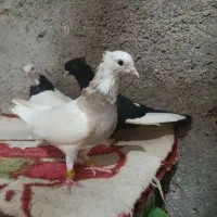 کفتر طوقی|پرنده|اهواز, اسلام آباد شرقی|دیوار