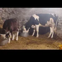 گاودامازدق باگوساله نر