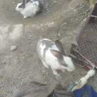 خرگوش