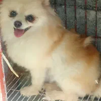 واگذاری پامر