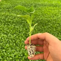 نشا3 گوجه گلخانه ای بادمجان قلم فلفل3تند|خدمات باغبانی و درختکاری|زابل, |دیوار