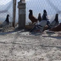 کفتر|پرنده|شیراز, میانرود|دیوار
