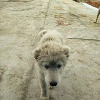 فروش سگ هاسکی سفید چشم آبی