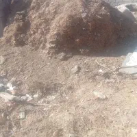 کود گوسفندی