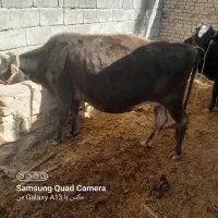 گاو وگستر ابستن|حیوانات مزرعه|سیب و سوران, |دیوار