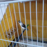 قناری نروماده