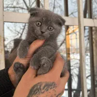 همدم مهربون و آروم اسکاتیش خاکستری