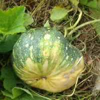 کدو دامی.*ارسال با نیسان.خوراک گاو.صومعه سرا|خوردنی و آشامیدنی|رشت, یخسازی|دیوار