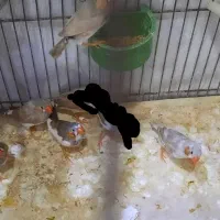 فنچ|پرنده|مشهد, کوثر|دیوار