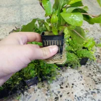 گیاه آکواریوم|ماهی|ارومیه, |دیوار