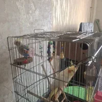 عروس هلندی جفت|پرنده|تهران, تاکسیرانی|دیوار