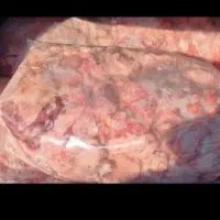 شحله گوسفندی