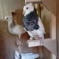 جفت طوق شازده کرمانشاهی اصل