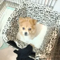 وسایل سگ پت|لوازم جانبی حیوانات|مشهد, نیروی هوایی|دیوار