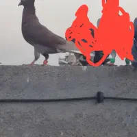 سرخ دم سفید جوانه پرشی