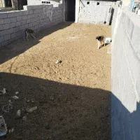 دو قلاده توله گله ای