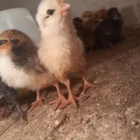 جوجه ۳ روزه محلی فریمان