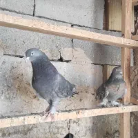 کبوتر ترکیه|پرنده|نوشین شهر, |دیوار