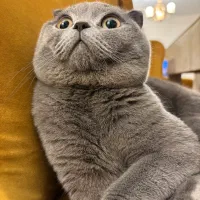 گربه نر اسکاتیش فولد بلو برای جفت گیری