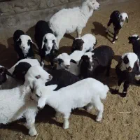 میش و بره|حیوانات مزرعه|فیروزآباد (لرستان), |دیوار