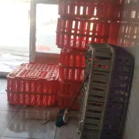جعبه مرغ نو نو فروشی