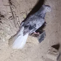 کوهی دمسفید