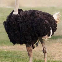 نیازمند نیروی کار مزرعه شترمرغ