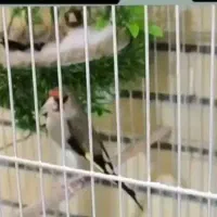 جفت سهره در حال تخم گزاشتن/و جوجه سهره سرلاکی /