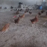 جوجه ۱۰۰ صد روزه  ۲۵۰عدد موجود هست قیمت ۳۵۰