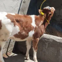 گوساله ماده دانمارک اصل