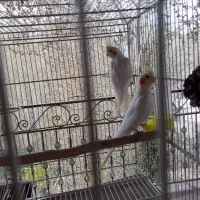 عروس لوتینوماده