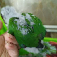 تعدادی جوجه گرینچیک اناناسی ویلوساید