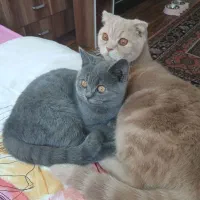 گربه اسکاتیش فولد