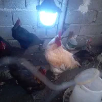 فروش خروس محلی زرنگ|حیوانات مزرعه|لوندویل, |دیوار